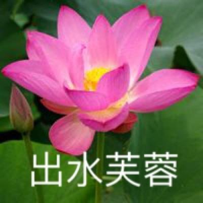 掘地求升大猩猩中文版下载